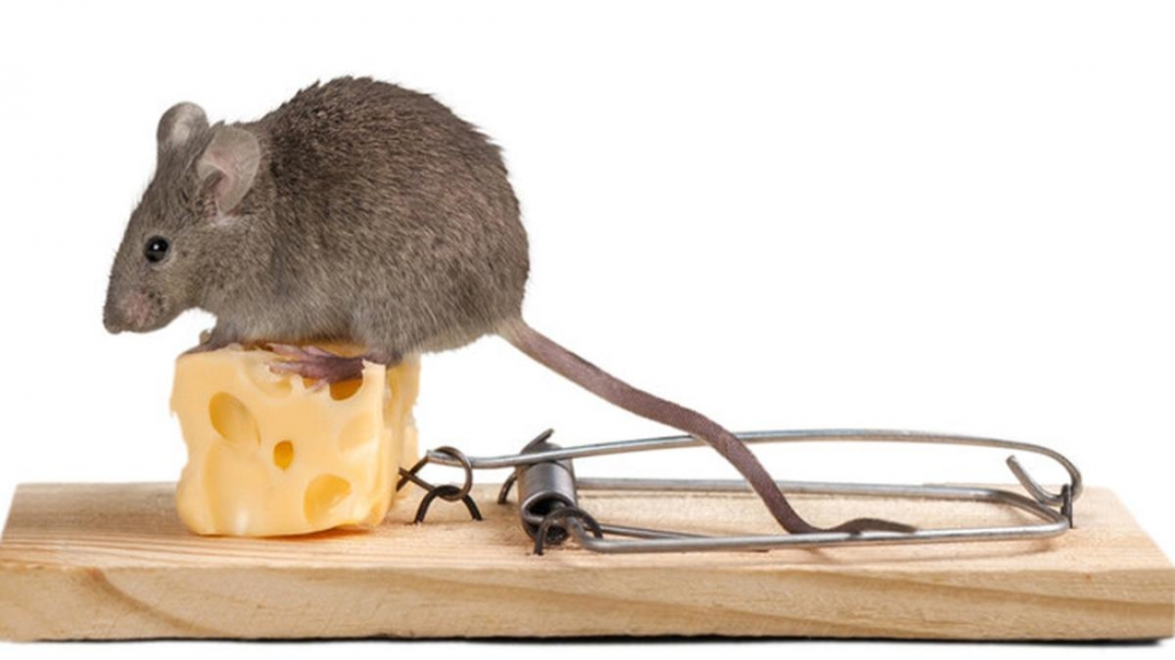 bagaimana cara membasmi tikus