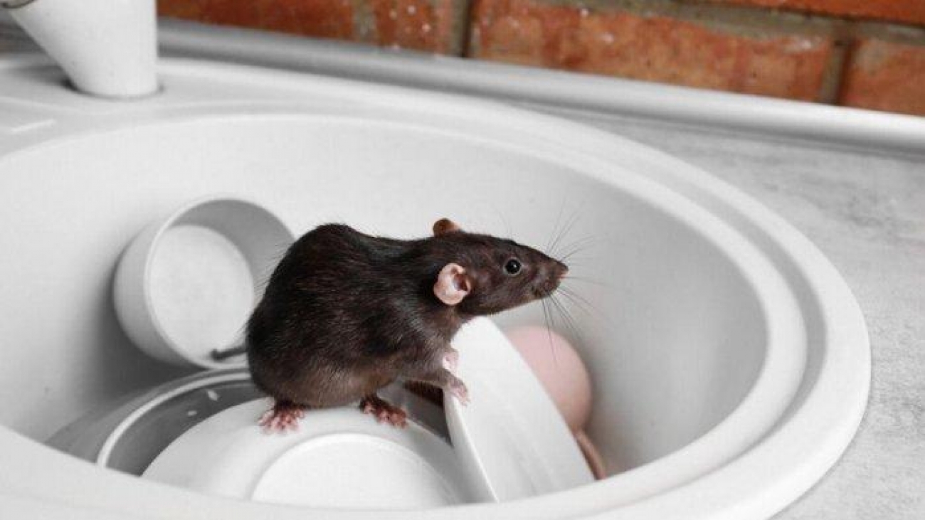 kenapa ada tikus di rumah