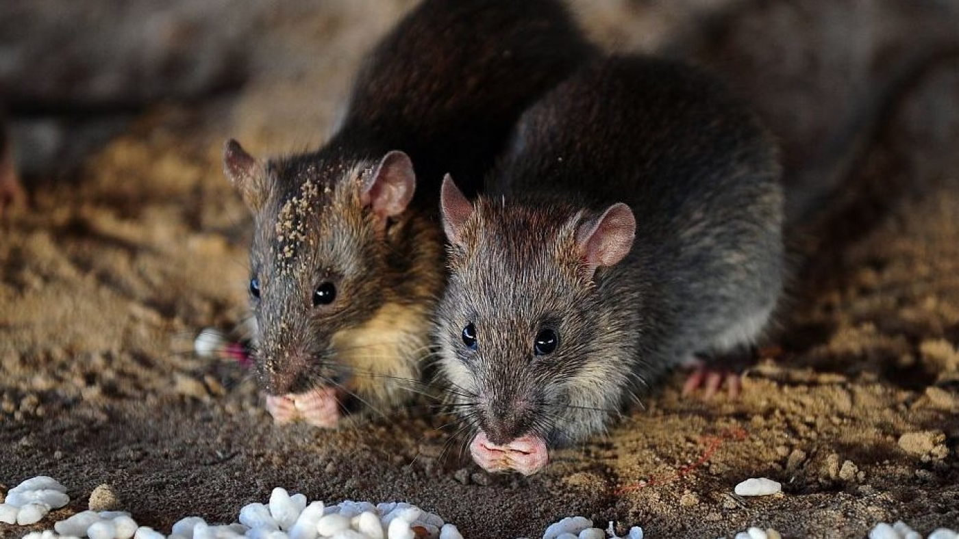 penyakit yang disebabkan oleh tikus