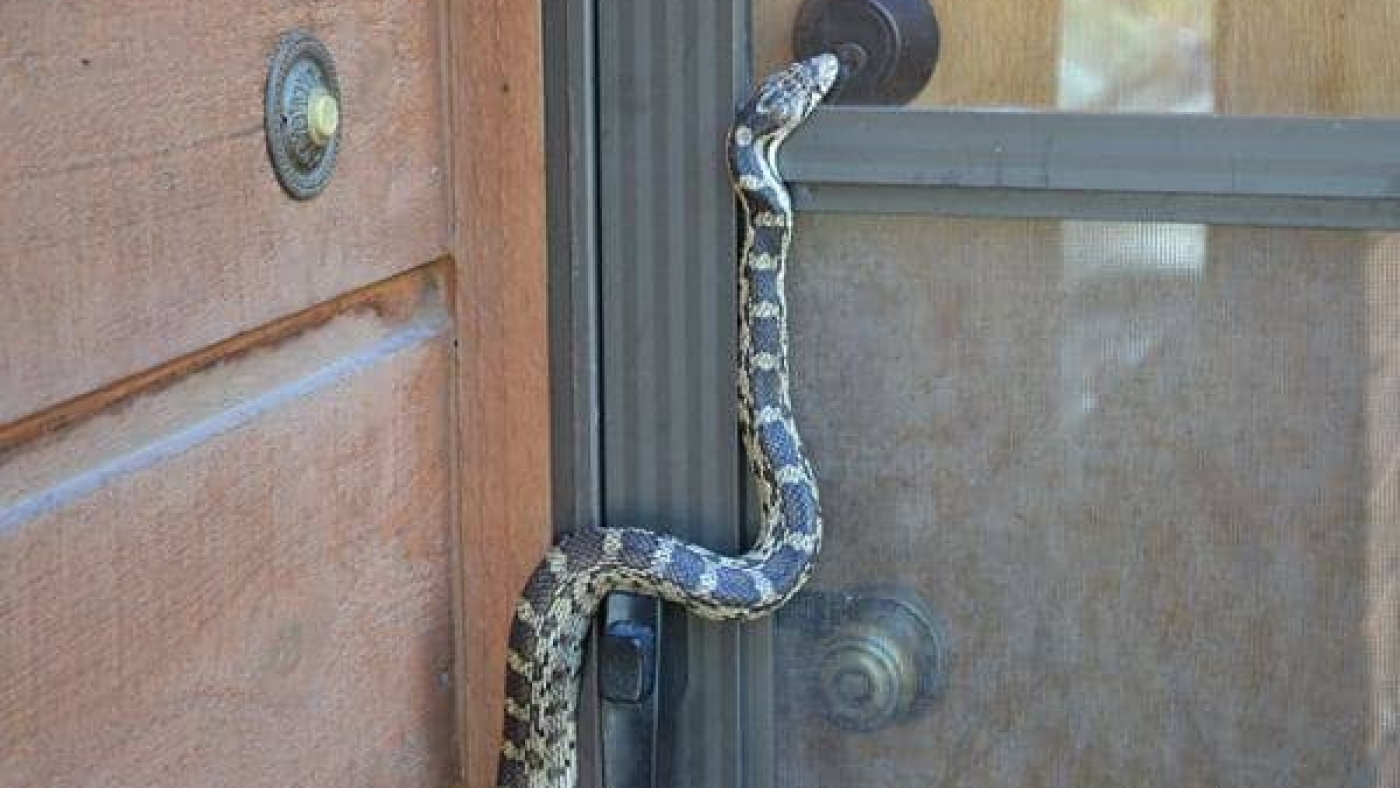 cara agar rumah terhindar dari ular