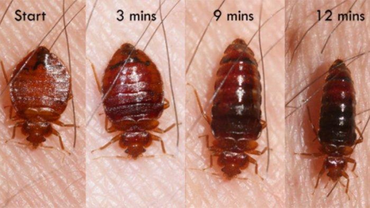 ekosistem bed bug