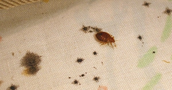 Hewan kecil yang ada di kasur... - PT Mahaka Improcare Indonesia