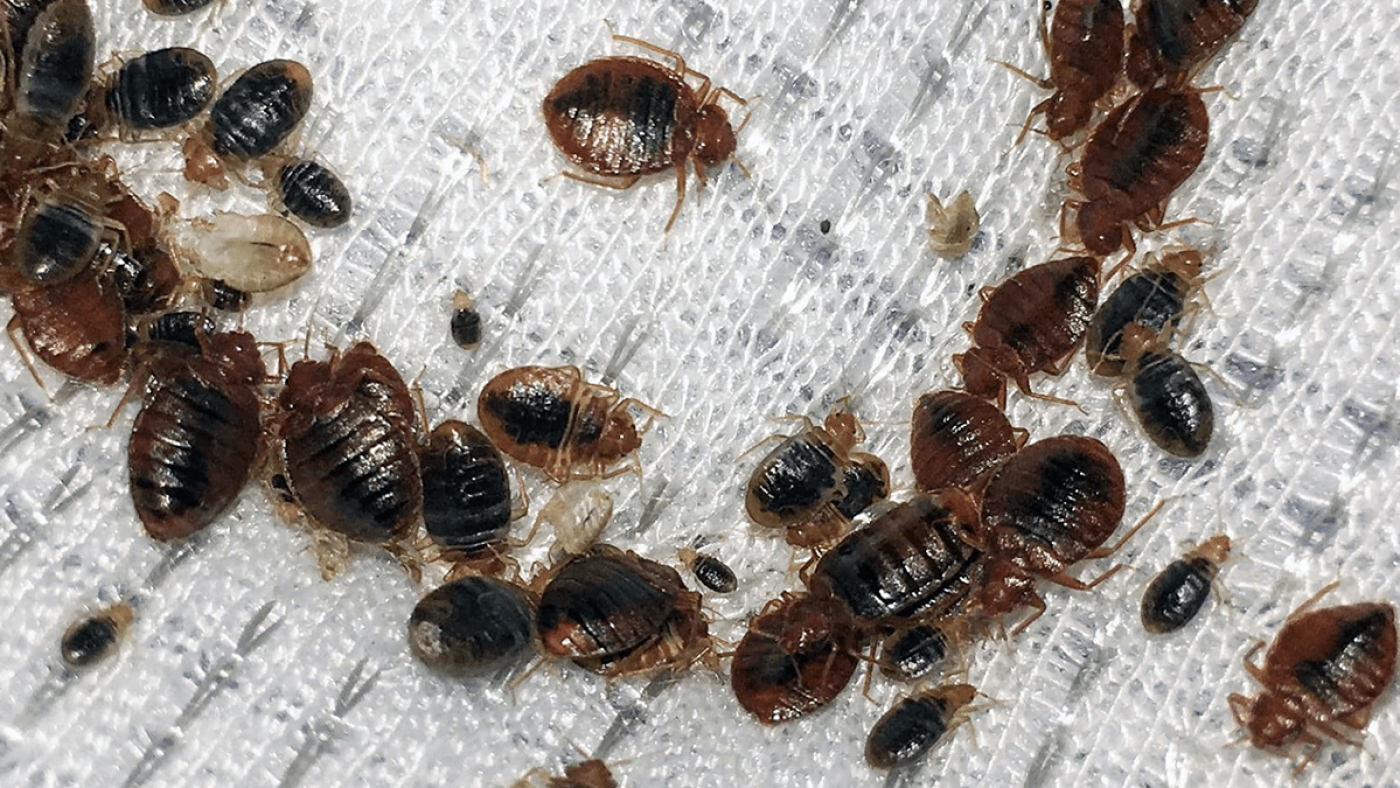 kerugian bed bug dalam bisnis
