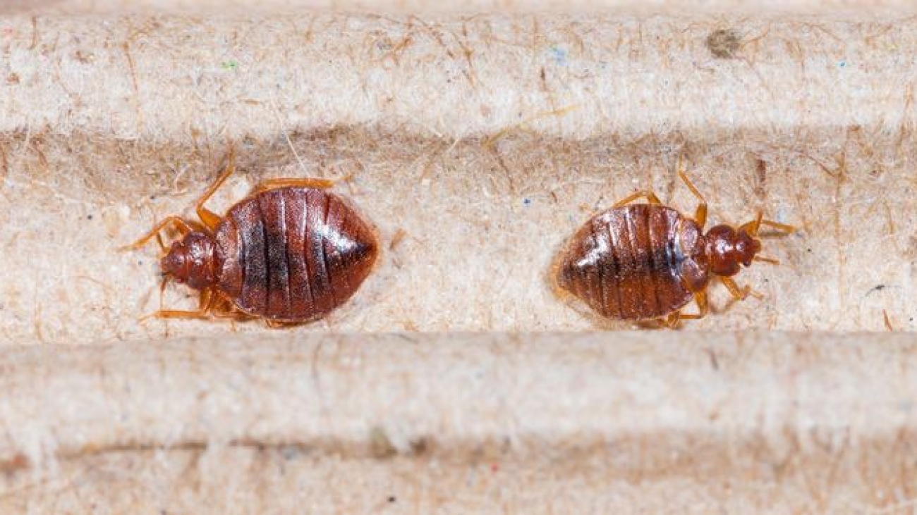 makanan bed bug