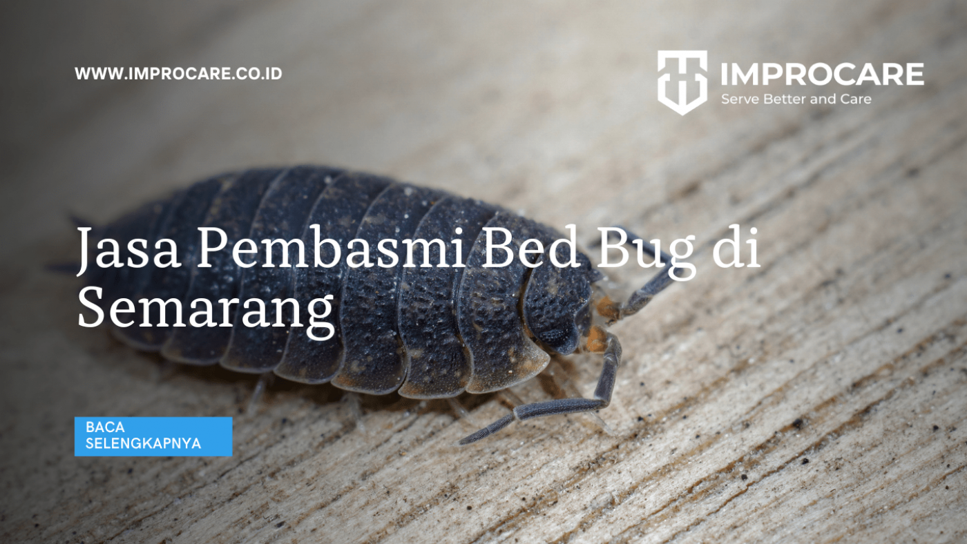 Jasa Pembasmi Bed Bug di Semarang