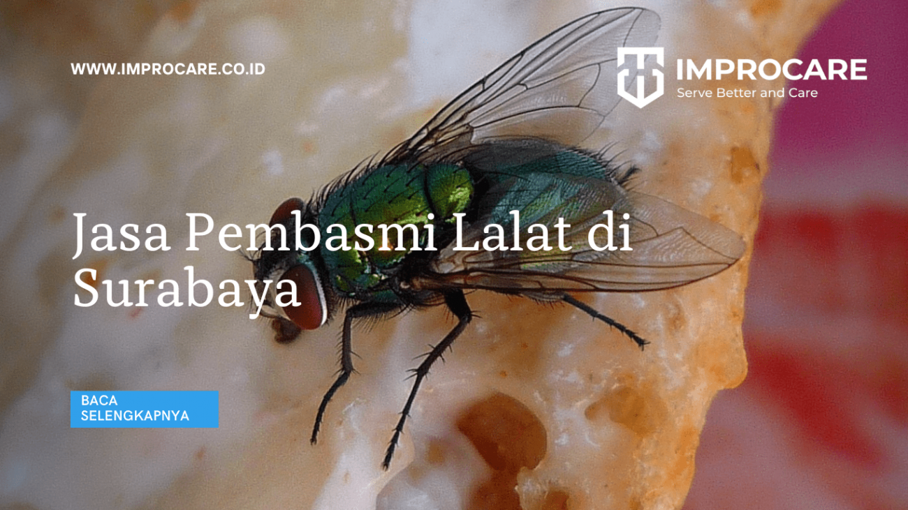 Jasa Pembasmi Lalat di Surabaya