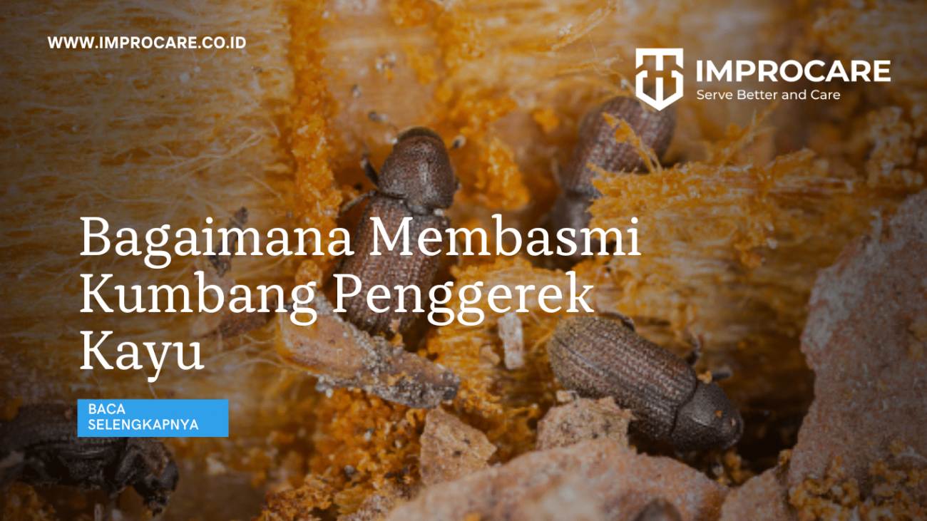 Bagaimana membasmi kumbang penggerek kayu