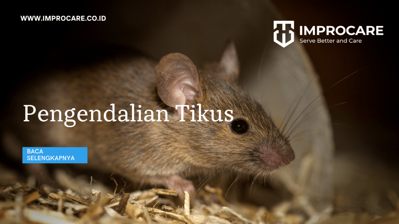 Pengendalian Tikus
