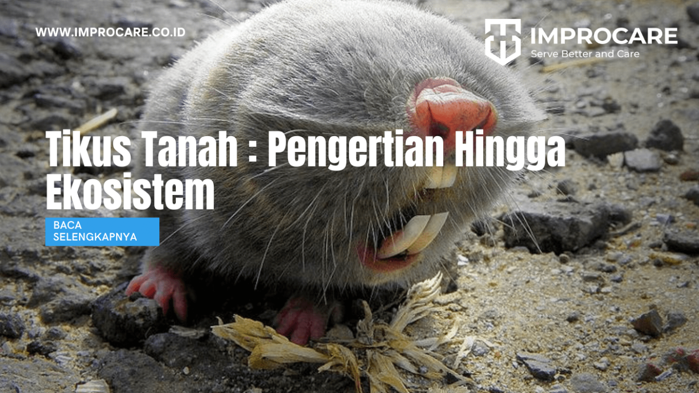 Tikus Tanah : Pengertian Hingga Ekosistem