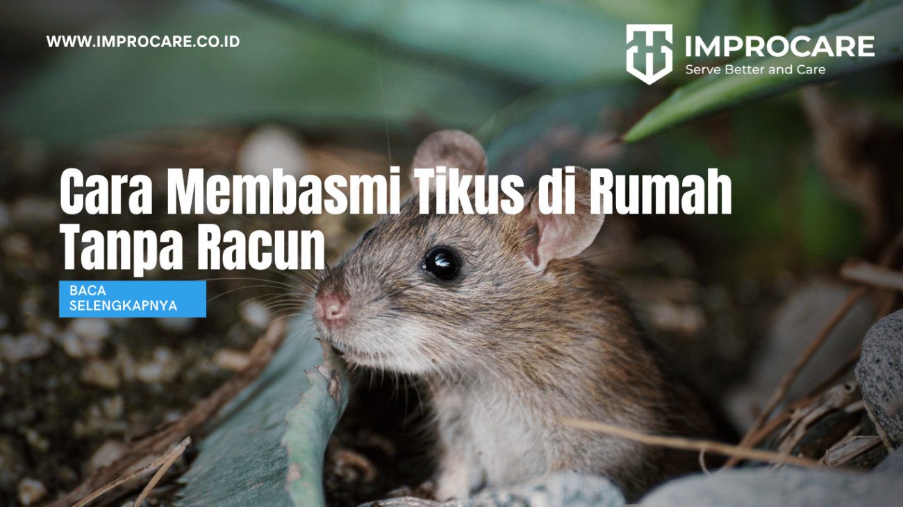 Cara Membasmi Tikus di Rumah Tanpa Racun
