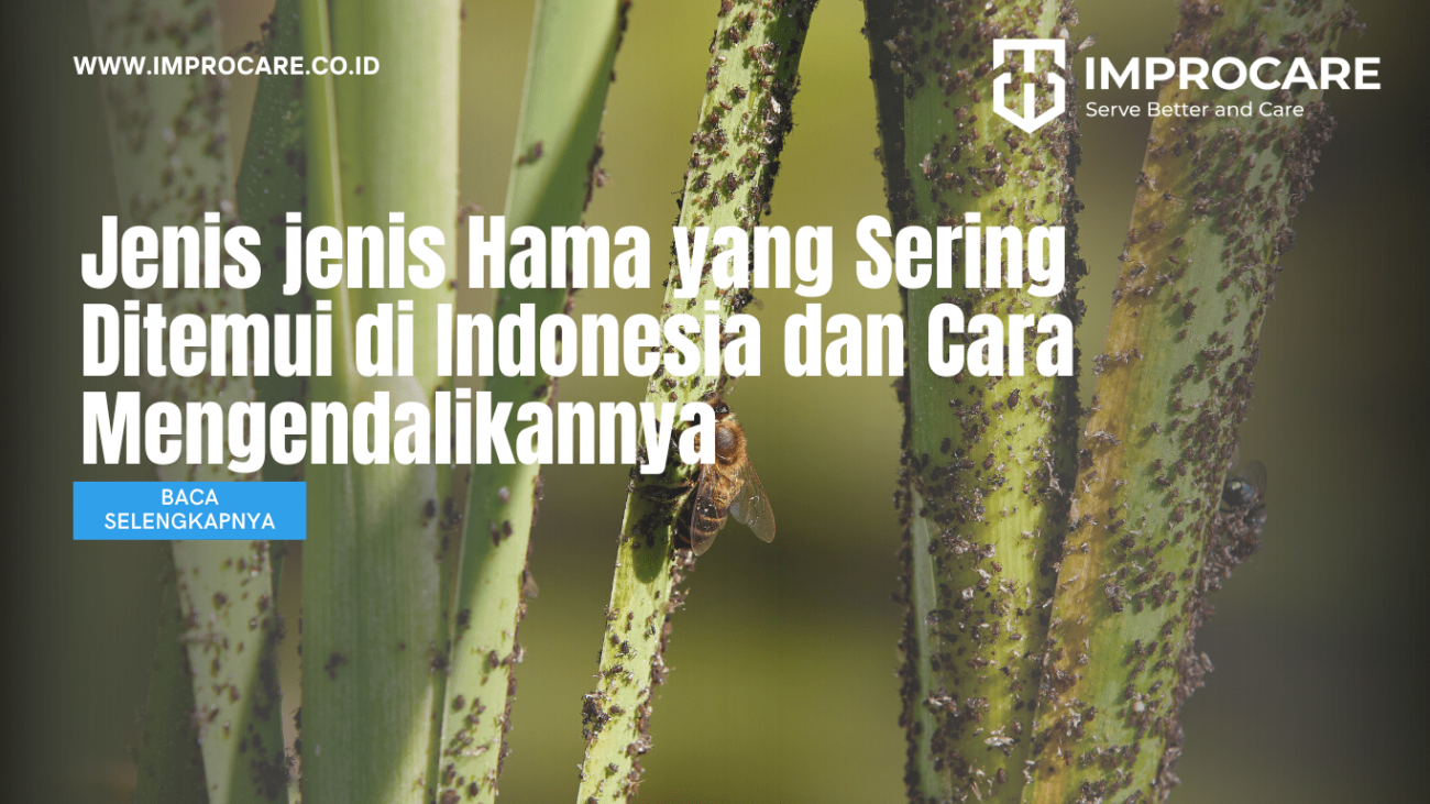 Jenis jenis Hama yang Sering Ditemui di Indonesia