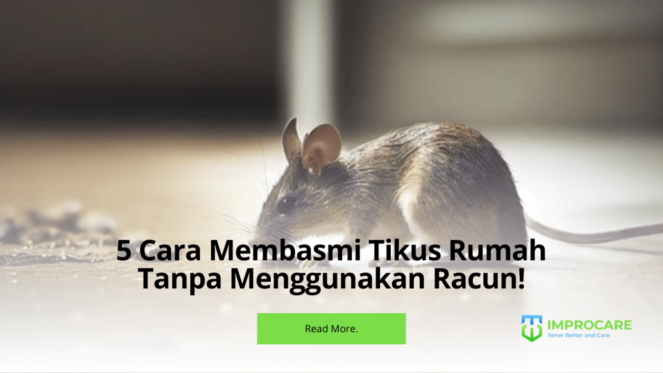 cara membasmi tikus