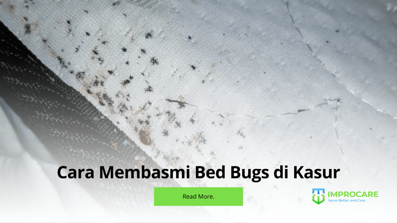 Cara Membasmi Bed Bugs di Kasur