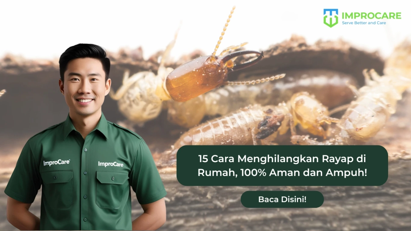 cara menghilangkan rayap di rumah