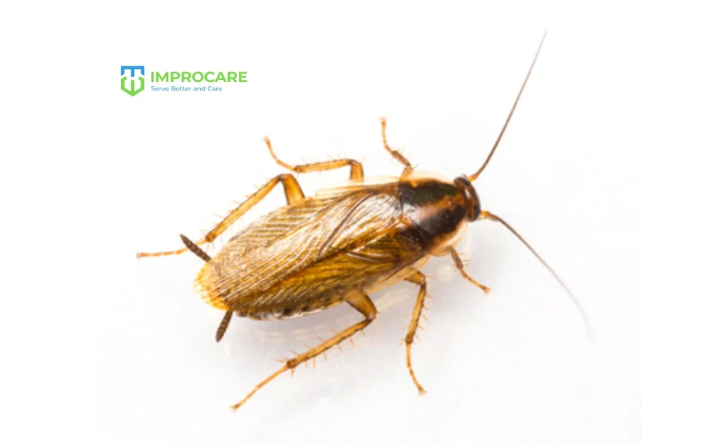 German Cockroach (Blattella germanica)