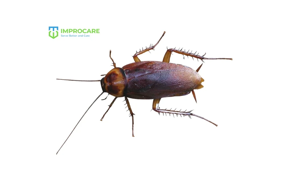 American Cockroach (Periplaneta americana)