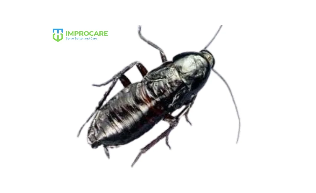 Oriental Cockroach (Blatta orientalis)