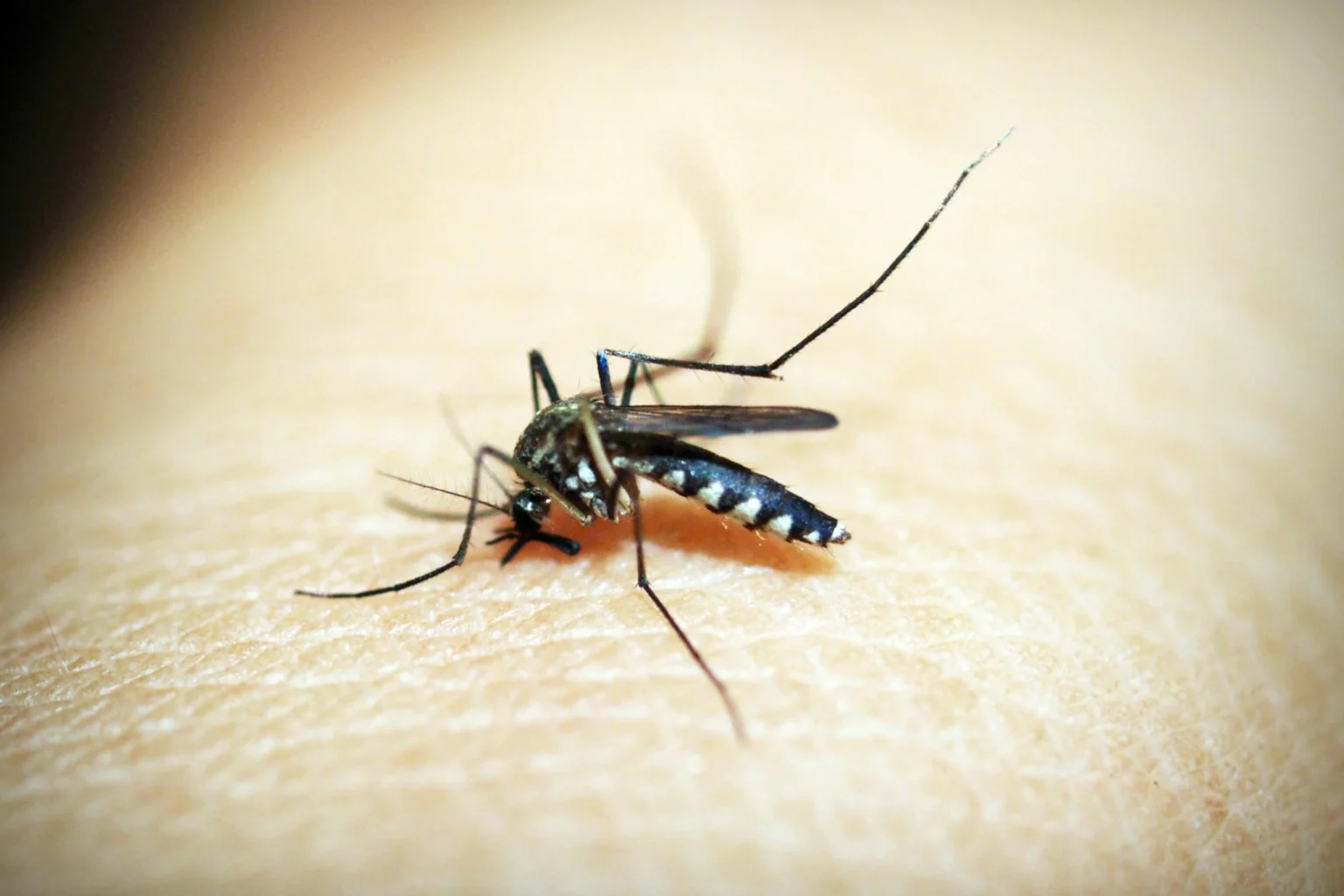 Aedes aegypti
